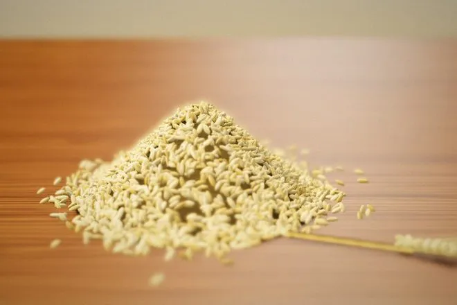 Barley — agri commodities exporter and supplier from India
